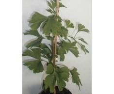 Fächerblattbaum Ginkgo biloba 100 - 125 cm hoch im 5 Liter Pflanzcontainer