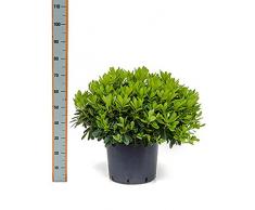 Zwerg-Klebsamen, ca. 55 cm, Balkonpflanze Westbalkon-Ostbalkon, Terrassenpflanze halbschattig, Kübelpflanze Westbalkon-Ostbalkon, Pittosporum tobira nana, im Topf