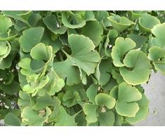 Baumschule Anding Chin. Fächerblattbaum Ginkgo biloba - King of Dongting -