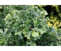 Fächerblattbaum Mariken als Stämmchen - Ginkgo biloba Mariken - Sth 80 cm