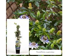 Inter Flower- Blaue Passionsblume `Passiflora caerula` Garten -und Balkonpflanze