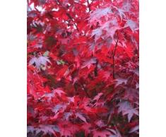 Roter Fächerahorn im Container 40 - 60 cm