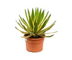 Agave, ca. 50 cm, Balkonpflanze wenig Wasser, Terrassenpflanze sonnig, Kübelpflanze Südbalkon, Agave lophantha, im Topf