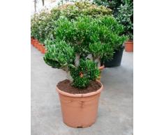 Geldbaum, ca. 80 cm, Balkonpflanze wenig Wasser, Terrassenpflanze sonnig, Kübelpflanze Südbalkon, Crassula horntree, im Topf
