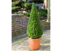 Buchsbaum, ca. 90 cm, Balkonpflanze ganzjährig-immergrün, Terrassenpflanze sonnig-halbschattig-schattig, Kübelpflanze Südbalkon-Westbalkon-Ostbalkon-Nordbalkon, Buxus sempervirens, im Topf