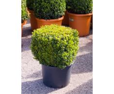 Buchsbaum, ca. 60 cm, Balkonpflanze ganzjährig-immergrün, Terrassenpflanze sonnig-halbschattig-schattig, Kübelpflanze Südbalkon-Westbalkon-Ostbalkon-Nordbalkon, Buxus sempervirens, im Topf