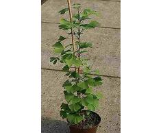 Baumschule Anding Fächerblattbaum Ginkgo biloba
