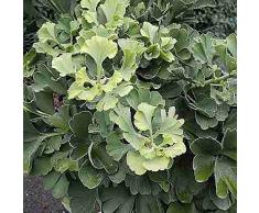 Baumschule Anding Kugel-Fächerblattbaum Ginkgo biloba - Mariken -