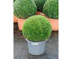 Buchsbaum, ca. 75 cm, Balkonpflanze ganzjährig-immergrün, Terrassenpflanze sonnig-halbschattig-schattig, Kübelpflanze Südbalkon-Westbalkon-Ostbalkon-Nordbalkon, Buxus sempervirens, im Topf