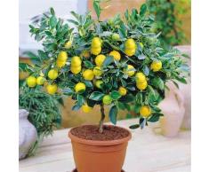 50 Kerne Bonsai Mini Zitronenbaum Bäumchen Zimmerpflanze Balkonpflanze