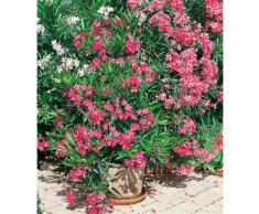 Beet & Balkonpflanze »Oleander«