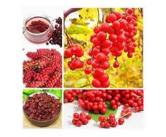 Egrow 100 Teile / paket Schisandra Samen Chinesische Magnolia Reben Essbaren Garten Obstbaum Samen DIY Pflanzen-Saatgut