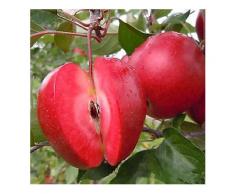 Egrow 50 Pca / Pack Rotfleischiger Apfel Samen Redlove Apfel Obstbaum Samen Gartenpflanzung-Saatgut