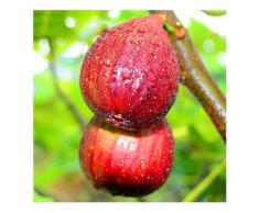 Egrow 100 Teile / paket Tropical Feigensamen Mini Feigenbaum Bonsai Obst Samen Garten Indoor Topfpflanzen-Saatgut