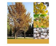 Egrow 5 Teile / paket Ginkgo Biloba Samen Seltenen Maidenhair Baum Samen Starke Anpassungsfähigkeit Garten Obstbaum-Saatgut