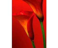 Home affaire Fototapete rot, B/H, »Rote Calla Lillies«