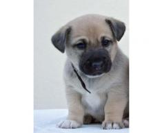 Fototapete »Hund 186/260« bunt, L/B: 260cm / 186cm, FSC®-zertifiziert, rasch