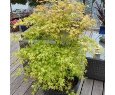 Pötschkes Fächerahorn Katsura