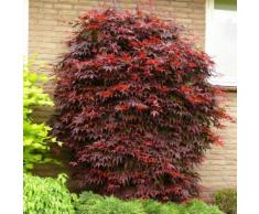 Pötschkes Fächerahorn Atropurpureum