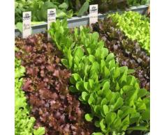 Saatplatten-Sortiment Hochbeet - und Balkonsalate