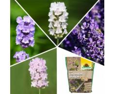 Staudensortiment Lavendel Kollektion + Dünger
