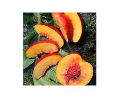 obstbaum »pfirsich harrow beauty«