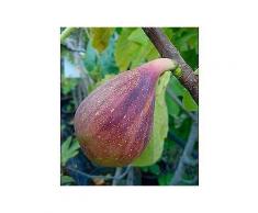 obstbaum »feige gustissimo® twotimer®«