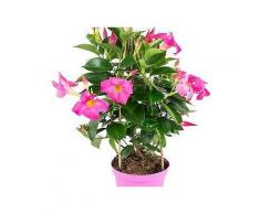 bcm beet & balkonpflanze »diamantina fuchsia flame«, höhe: 45 cm