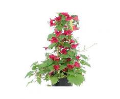 bcm beet & balkonpflanze »trompetenwinde rot«, höhe: 70 cm