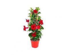 bcm beet & balkonpflanze »diamantina topaze vermillion«, höhe: 45 cm