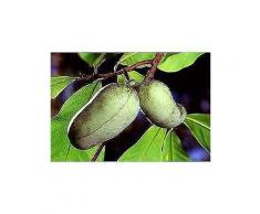 obstbaum »indianerbanane paw paw®«