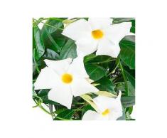 bcm beet & balkonpflanze »diamantina jade white«, höhe: 45 cm