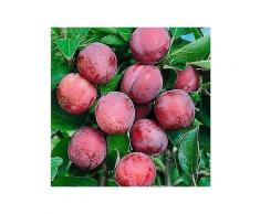 obstbaum »pflaume opal«