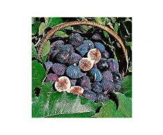 obst »feigenbaum«