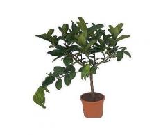 volmary obstbaum »buddhas hand«, höhe: 70 cm, 1 pflanze