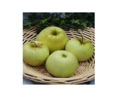 bcm obstbaum »apfel gold sensation«, säulenform, höhe: 80 cm
