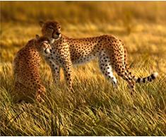 Fototapete FTNxxl0420 Vlies Fototapete, Non Woven, Leoparden, 330 x 255 cm, 3-teilig