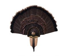 Walnut Hollow Country Truthahn Fan Mount & Display Kit Kompletter Ventilator aus Eiche