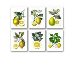 Gnosis Picture Archive Küche Decor, Zitronen Wandtattoo Decor Set von 6 ungerahmt Gelb Lemon Citrus Fruits Botanical Art Prints für Küche Esszimmer