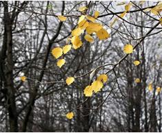 Fototapete FTNxxl0317 Vlies Fototapete Wald 330 x 255 cm, 3-teilig