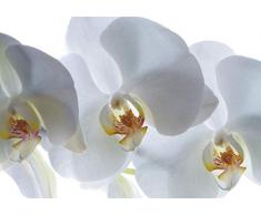AG Design FTSs 0832 Weisse Orchidee, Papier Fototapete - 180x127 cm - 1 Teil, Papier, multicolor, 0,1 x 180 x 127 cm