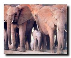 Baby Elefant Afrika, Tier, Herde mit Art Kunstdruck Poster (16 x 20 cm)