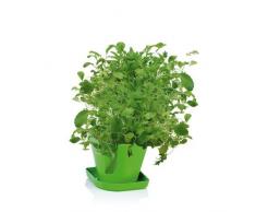 Tescoma 899090 Kit Kräuter für Anbau Sense Mischung Asiatische