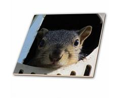 3dRose CT 19083 _ 1 Baby Eichhörnchen in einem Martin Vogelhaus Keramik Fliesen, 4-Zoll