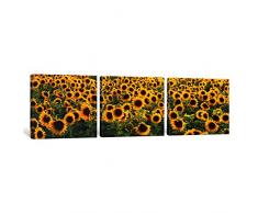 iCanvasART 3 Stück Sonnenblumen (Helianthus annuus) in a Field, bouches-du-Rhone, Provence, Frankreich Leinwand Kunstdruck Panorama Bilder, 48, 40,6 cm/3,8 cm Tiefe