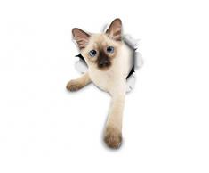 Winston & Bear 3D Katze Aufkleber - 2er-Pack - siamesische Katze Aufkleber für Wand, Kühlschrank siamesische Katze Aufkleber