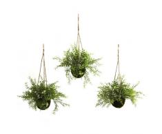 Nearly Natural Fast Natur Fetthenne Dornmyrte 6742-s3 springeri Hängekorb, grün, Set von 3