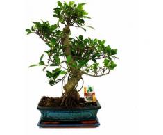 Bonsai Chinesischer Feigenbaum - Ficus retusa - ca. 12-15 Jahre