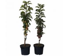 Säulenapfel XXL 2er Set Garden Fountain ? u Suncats ? je 150-170 cm groß + 1 x Dünger
