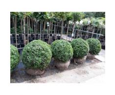 2 Stück Buchsbaum Kugeln, 70-80 cm Durchmesser, Buxus sempervirens + Dünger